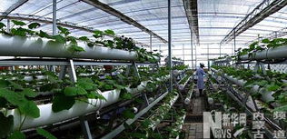 推广农业增产增效技术 科技贡献率达47